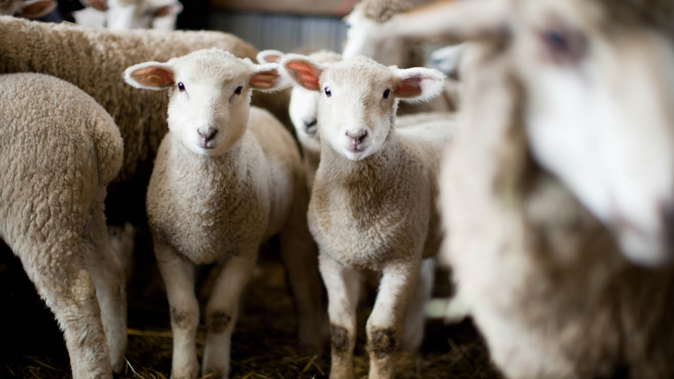 Scaling Up Your Sheep Livestock Business: Strategies for Growth and Success